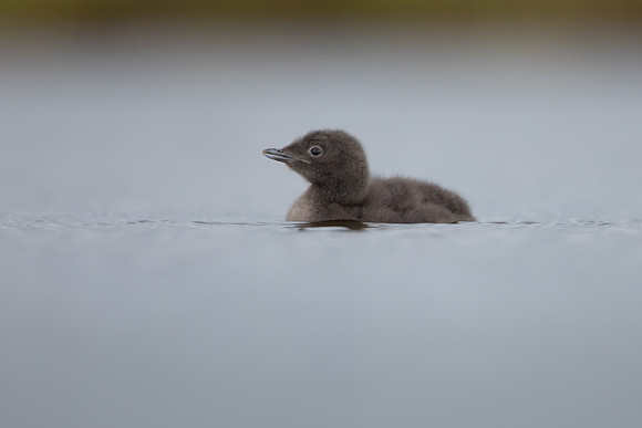 Red-throated Diver, Floi, Iceland, June 2022