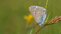 Large Blue