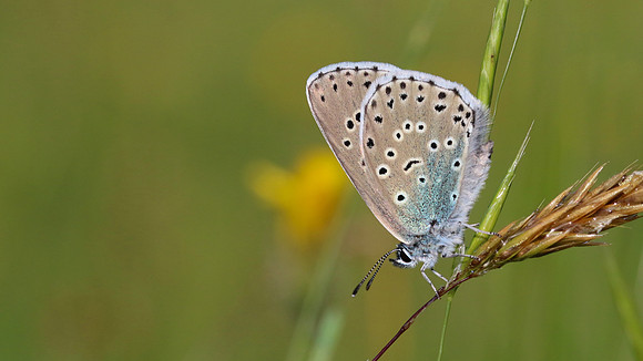 Large Blue, Collard Hill, June 2016