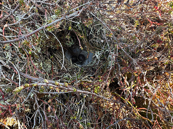 Lapland Bunting, Båtsfjord, Norway, June 2023