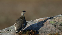 Ptarmigan, Cairngorm, June 2016