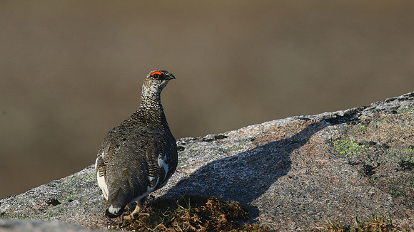 Ptarmigan, Cairngorm, June 2016