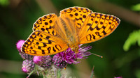 High Brown Fritillary, Alun Valley, June 2016