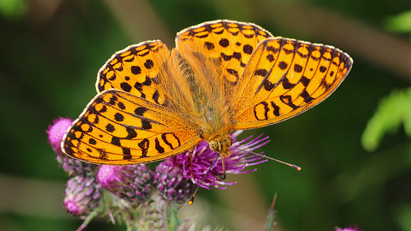 High Brown Fritillary, Alun Valley, June 2016