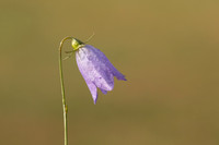 Harebell