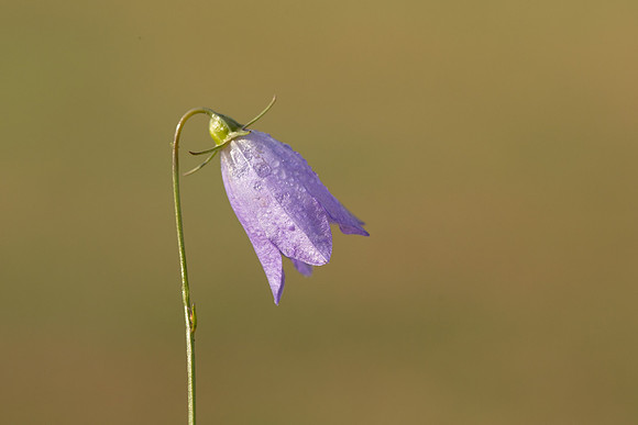 Harebell, Old Down, September 2022