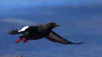 Black Guillemot, Oban, June 2016