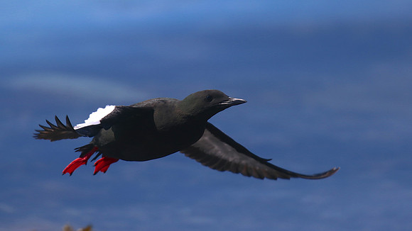 Black Guillemot, Oban, June 2016