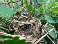 Chiffchaff, Rockhampton, April 2021