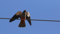 Amur Falcon, Anarita Park, Cyprus, May 2016