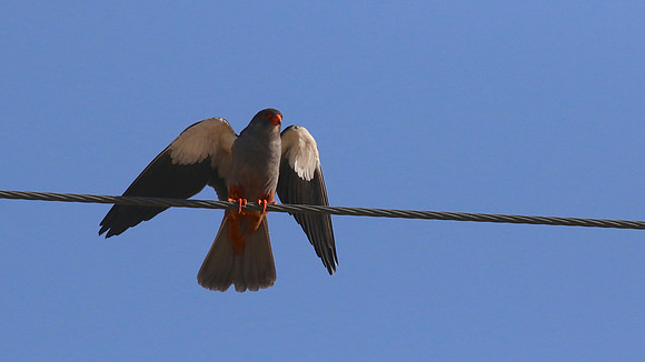 Amur Falcon, Anarita Park, Cyprus, May 2016