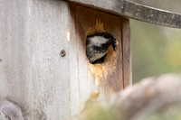 Siberian Tit, Svanvik, June 2023
