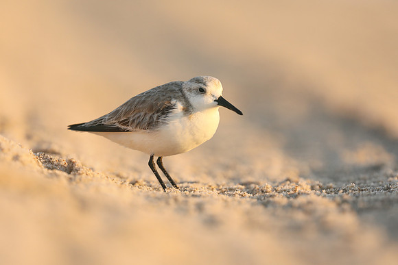 Sanderling, Fort Lauderdale, February 2020