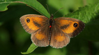 Gatekeeper,  Breakheart Quarry, August 2016