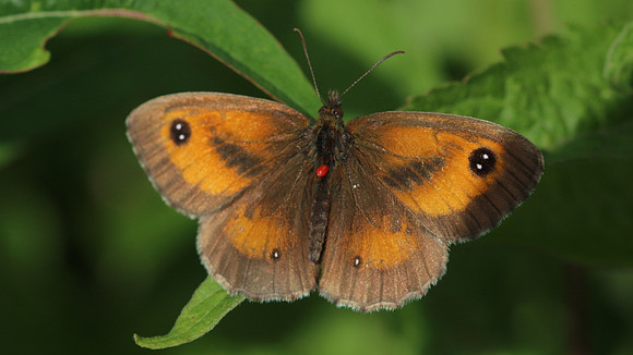 Gatekeeper,  Breakheart Quarry, August 2016