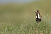 Golden Plover Eyrarbakk, June 2022