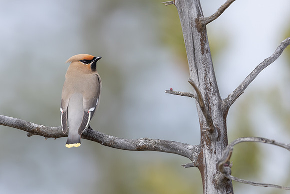 Waxwing, Svanvik, June 2023