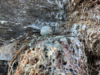 Kittiwake, Ekkeroya, Norway, June 2023
