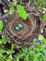 Redwing, Tapionniemi, Finland, June 2023
