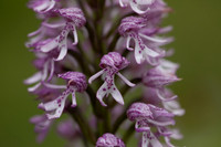 Lady x Monkey Orchid, Hartslock, June 2025