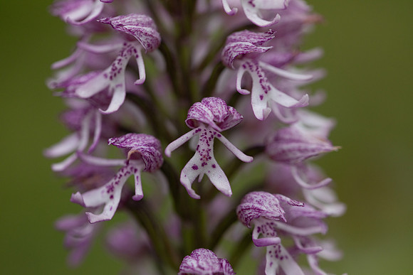 Lady x Monkey Orchid, Hartslock, June 2025