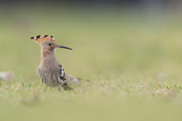 Hoopoe, Swansea, October 2024