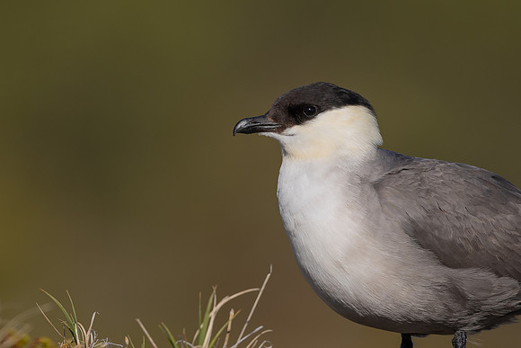 Long-tailed Skua, Mount Aliigas, Finland, June 2023