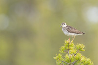 Wood Sandpiper