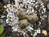 Tundra Plover, Vadsøya, Norway, June 2023