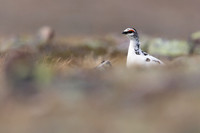 Ptarmigan, Batsjford, Norway, June 2023