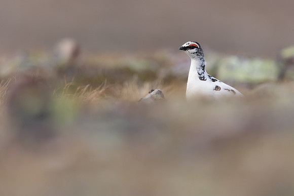 Ptarmigan, Batsjford, Norway, June 2023
