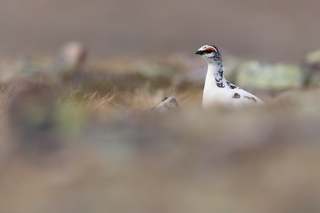 Ptarmigan, Batsjford, Norway, June 2023