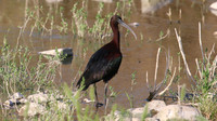 Glossy Ibis, Agia Varvara, Cyprus 2016