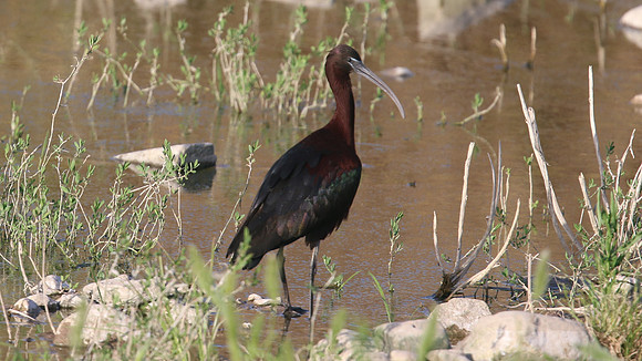 Glossy Ibis, Agia Varvara, Cyprus 2016