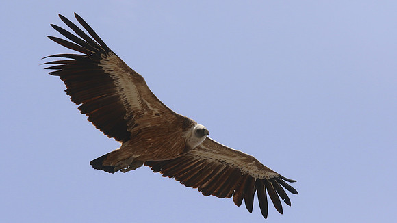 Griffon Vulture, Kensington Cliffs, Cyprus, May 2016