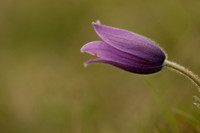 Pasque Flower, Cirencester, April 2020
