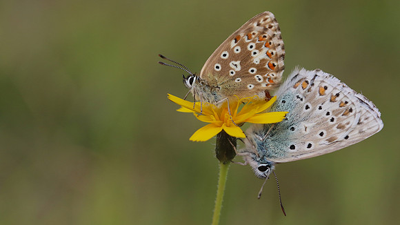 Chalkhill Blue, Breakheart Quarry, August 2016