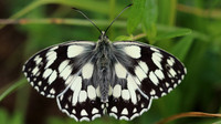 Marbled White, Daneway Banks, June 2016