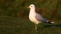 Common Gull
