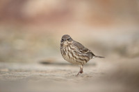 Rock Pipit, Lyme Regis, March 2022