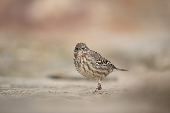 Rock Pipit, Lyme Regis, March 2022