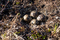 Northern, Golden Plover, Batsjford, Norway, June 2023