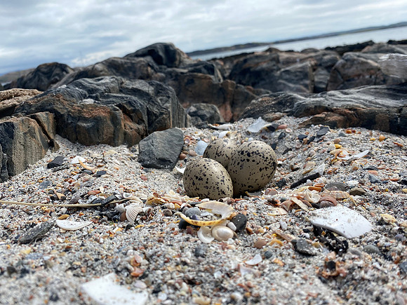 Oystercatcher, Isle of Mull, June 2021