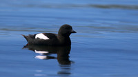 Black Guillemot, Oban, June 2016