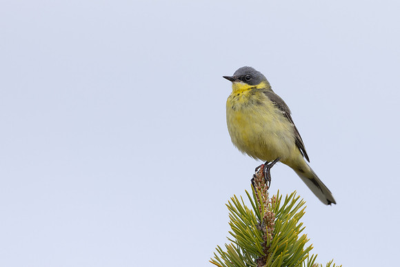 Grey-headed Wagtail, Svanvik, June 2023