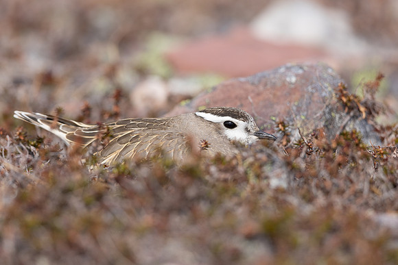 Dotterel, Batsjford, Norway, June 2023