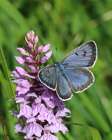 Large Blue, Collard Hill, June 2016