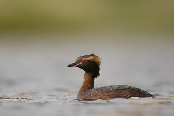 Slavonian Grebe, Iceland, May 2022