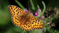 Dark-green Fritillary