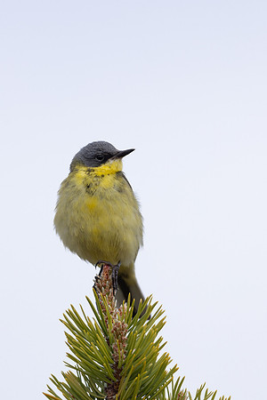 Grey headed wagtail, Svanvik, June 2023